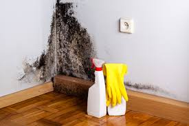 Best Real Estate Mold Inspection  in Clearwater, FL